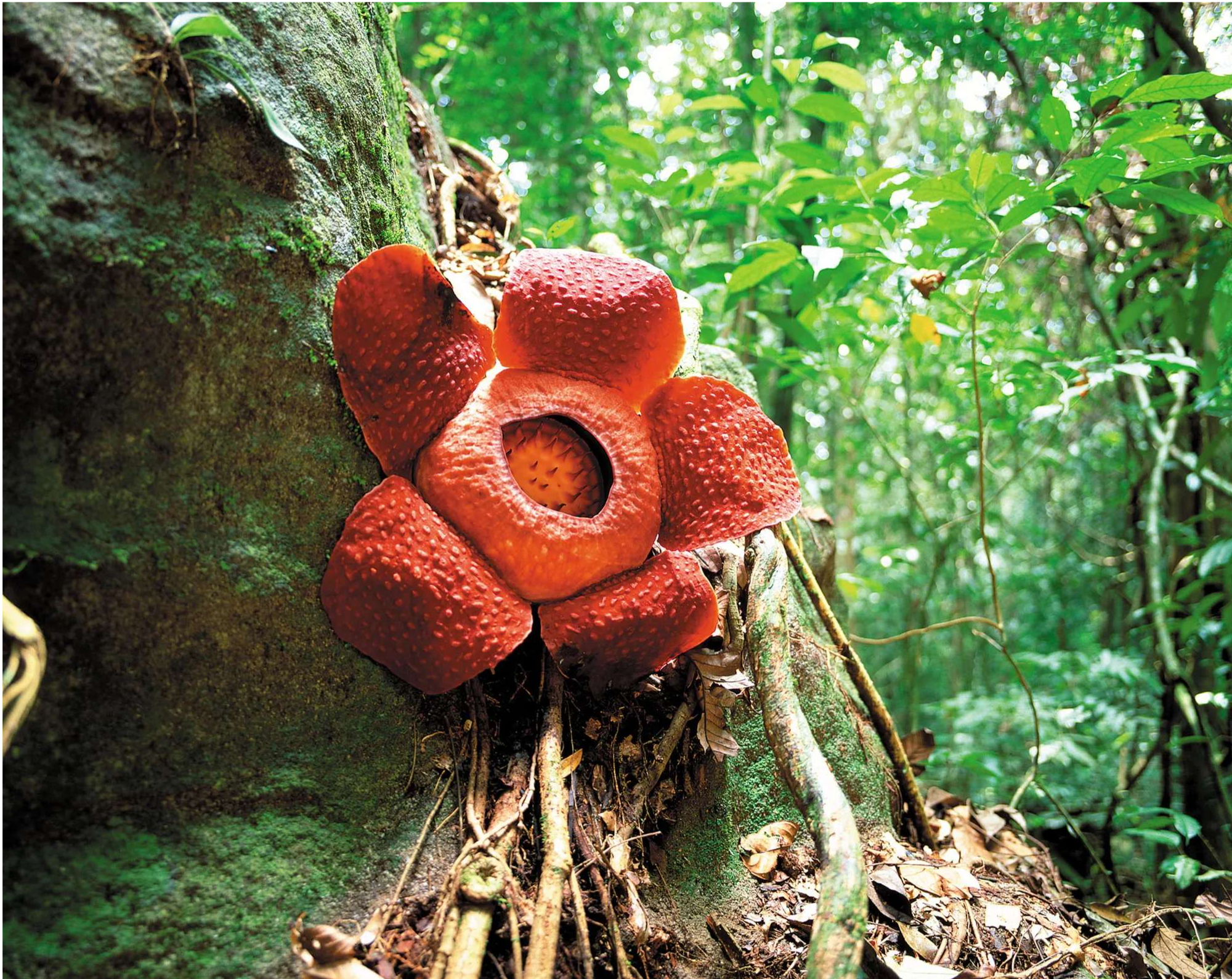 Gunung Gading Rafflesia
